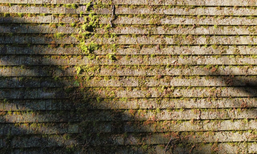 Moss on Roofs and Structures growing on shingles and walkways