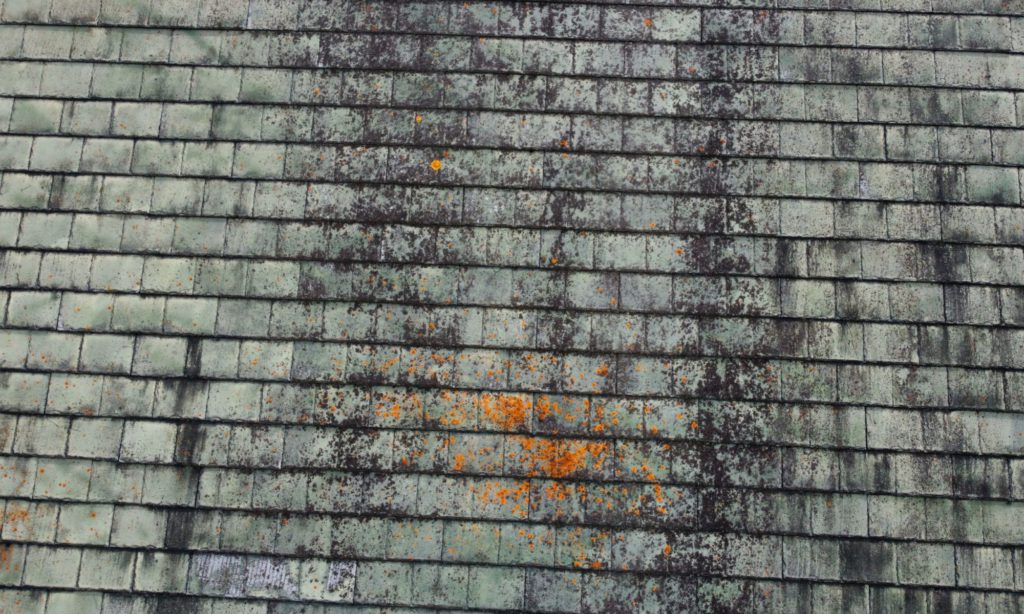Moss on roof with shingles being treated for removal Toronto GTA