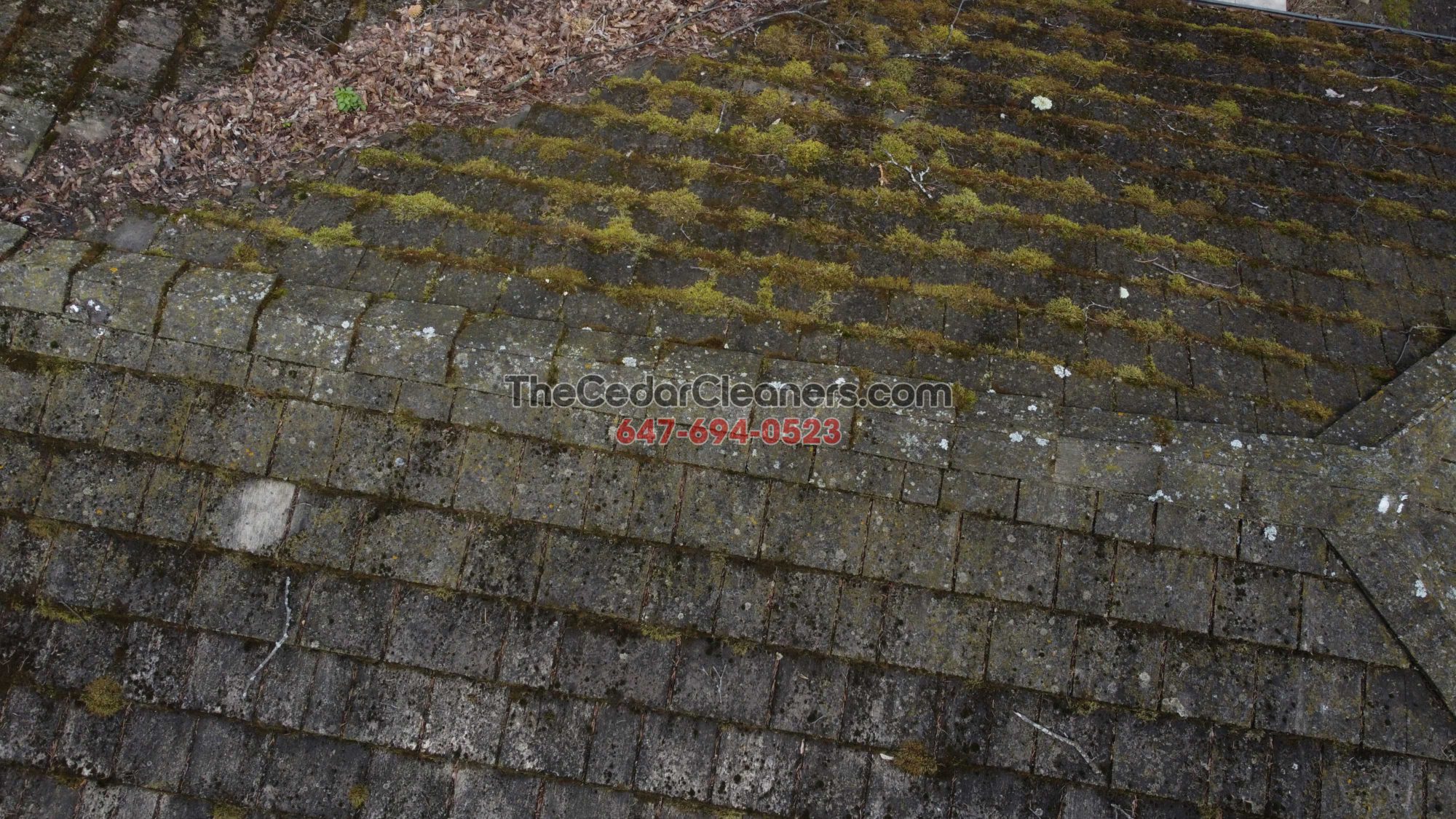 Cedar Moss removal in Lawrence Park Toronto