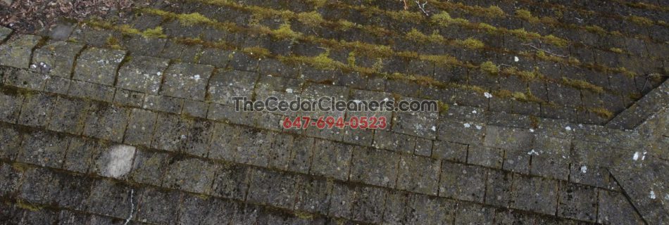 Cedar Moss removal in Lawrence Park Toronto